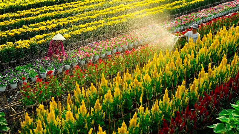 Làng hoa Tân Qui Đông